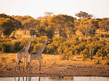 Skybeds: Giraffen Skybeds: Giraffen