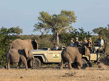 Tuli Safari Lodge Mashatu: Elefanten