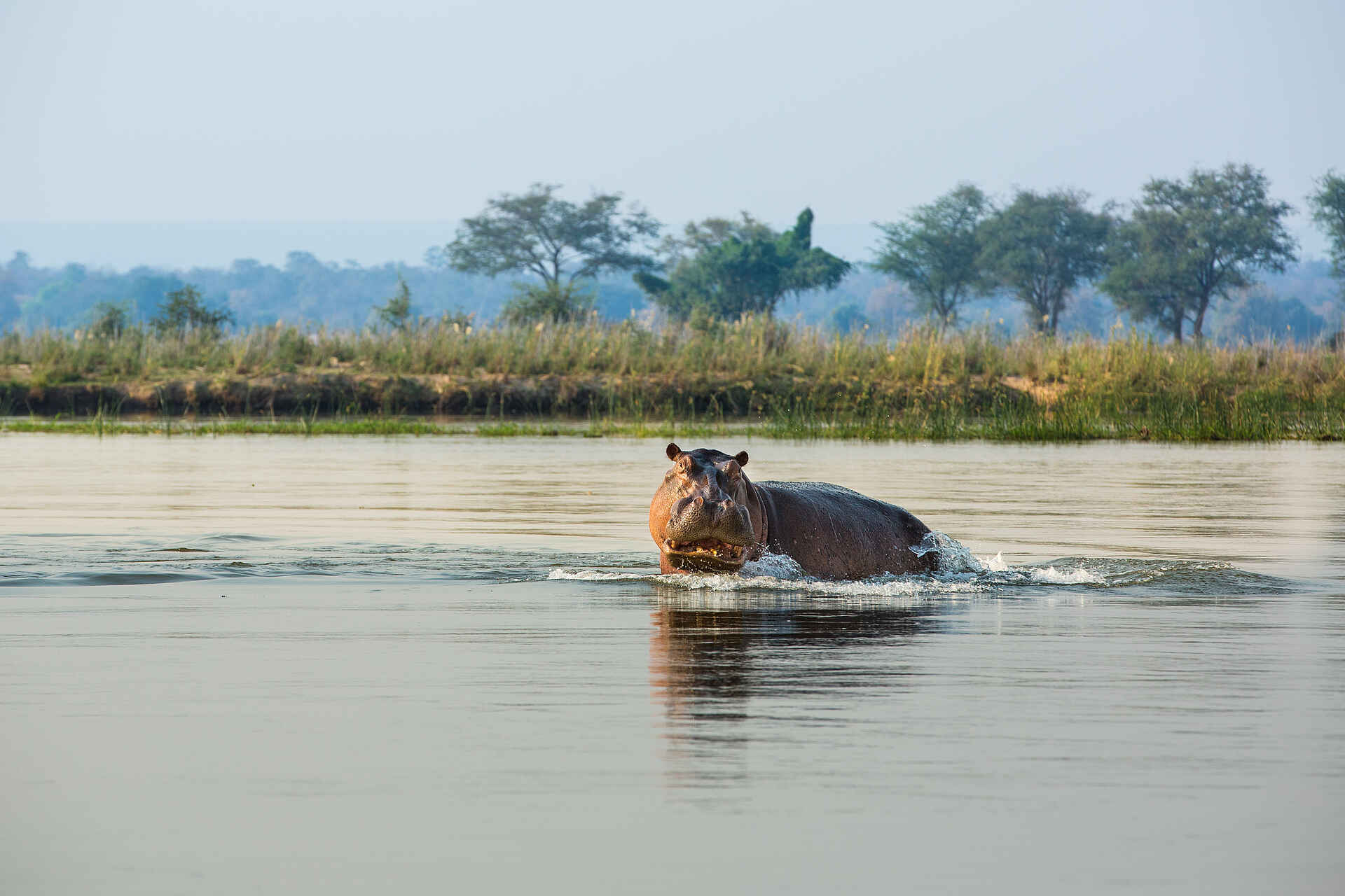 Zanji Suite at Tembo Plains Camp: Ein Nilpferd