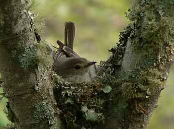 Frog and Fern Cottages: Vogel im Nest Frog and Fern Cottages: Vogel im Nest