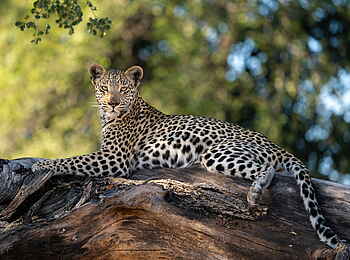 Jao Camp: Leopard auf einem Baumstamm Jao Camp: Leopard auf einem Baumstamm