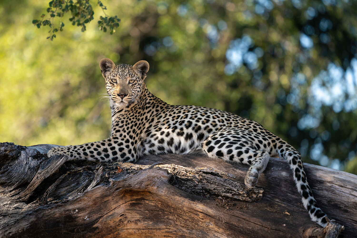 Jao Camp: Leopard auf einem Baumstamm