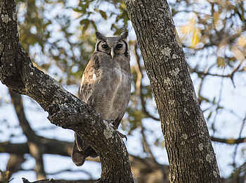 Linyanti Tented Camp: Verreaux's Eagle Owl Linyanti Tented Camp: Verreaux's Eagle Owl