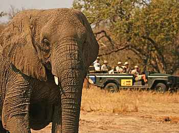 MalaMala Sable Camp: Game Drive mit Elefant