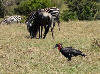Mara Nyika Camp: Hornrabe