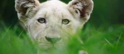 Timbavati Game Reserve