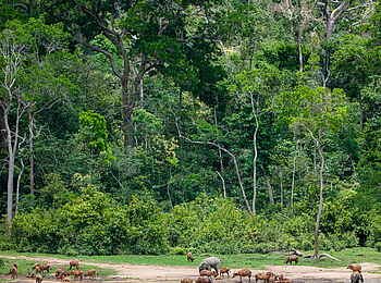 Sangha Lodge: Dunkle Wolken über Dzanga Bai Sangha Lodge: Dunkle Wolken über Dzanga Bai