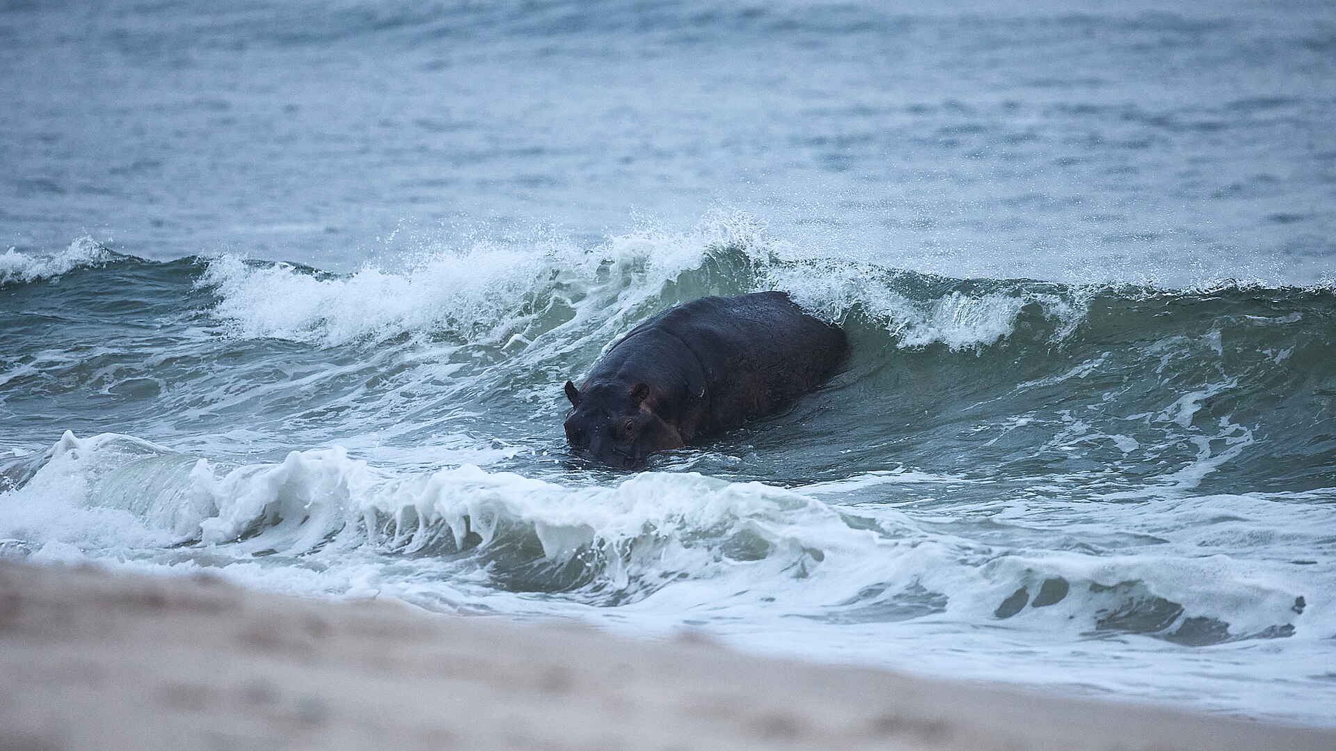 Sette Cama Eco Camp: Flusspferd im Wasser