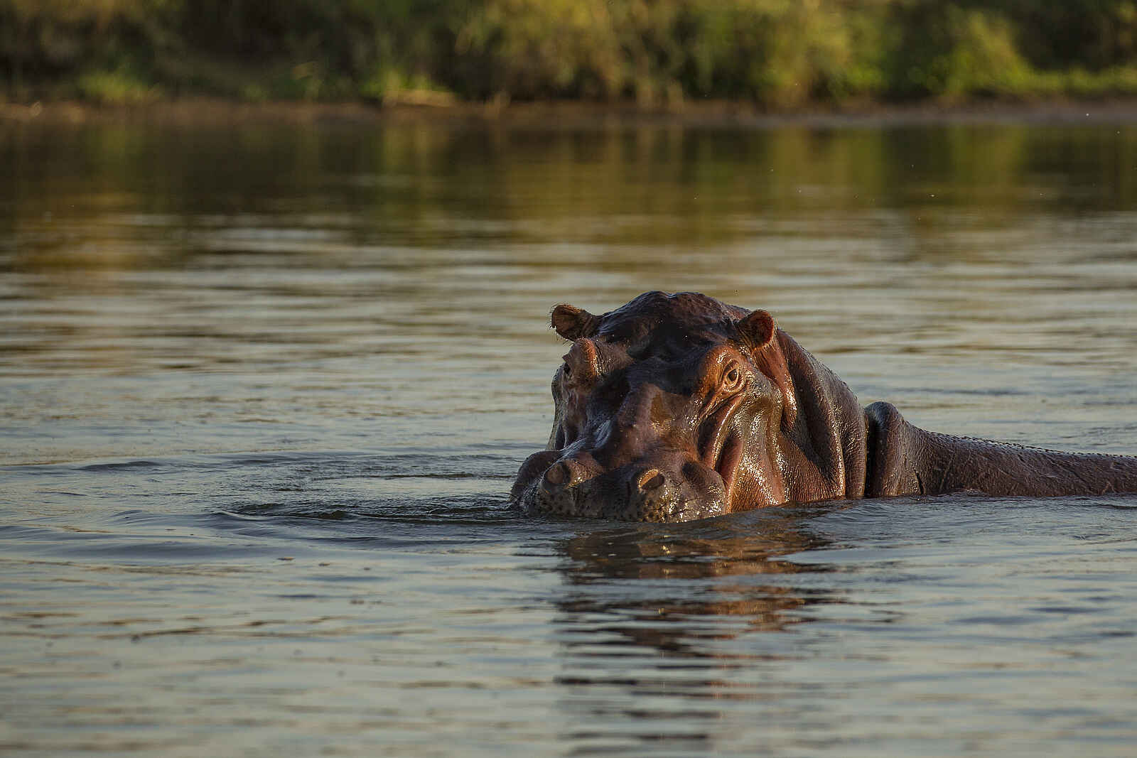 Tusk and Mane Safaris: Misstrauisches Nilpferd Tusk and Mane Safaris: Misstrauisches Nilpferd