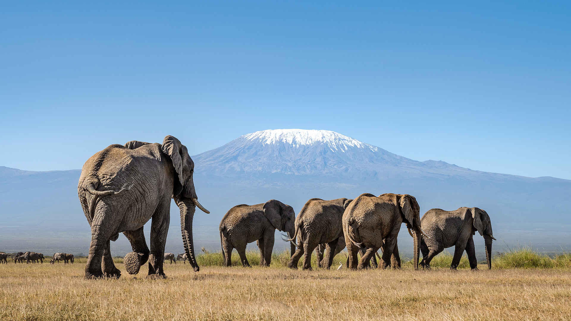Angama Amboseli: Eine Elefantenherde vor einem beeindruckenden Panorama Angama Amboseli: Eine Elefantenherde vor einem beeindruckenden Panorama