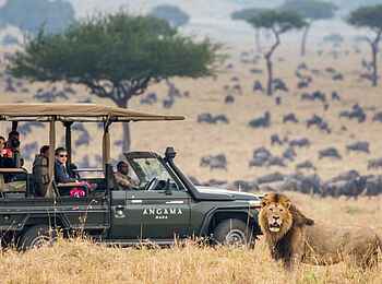 Angama Safari Camp: Löwe Angama Safari Camp: Löwe
