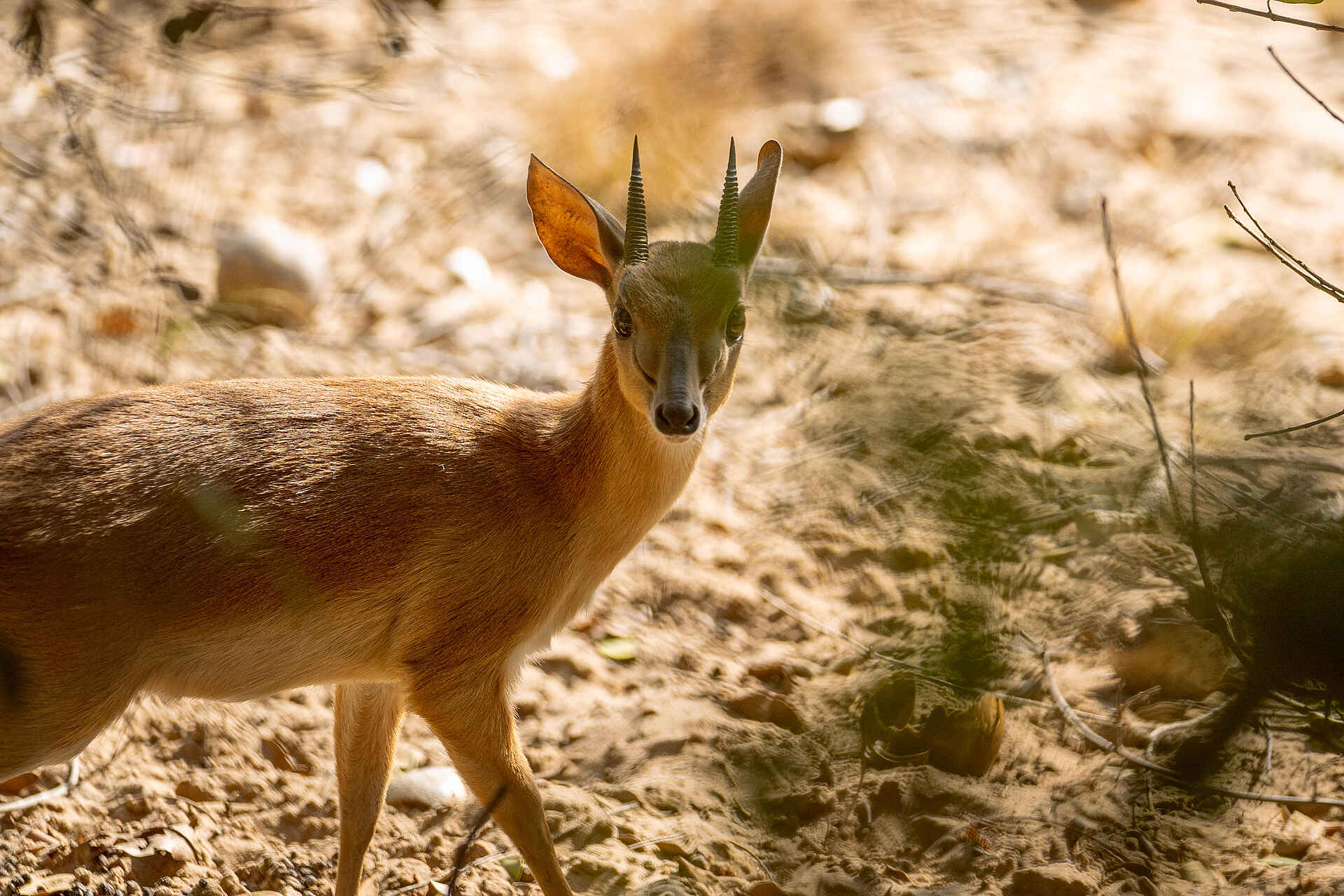 Azura Benguerra Island Retreat: Kleine Antilope Azura Benguerra Island Retreat: Kleine Antilope