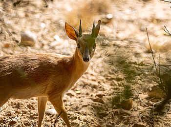 Azura Benguerra Island Retreat: Kleine Antilope