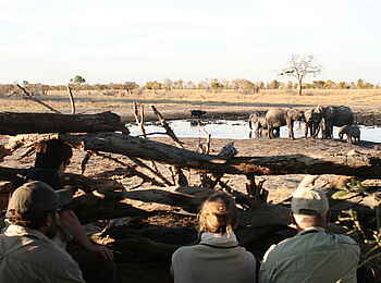 Camp Hwange: Versteck am Wasserloch