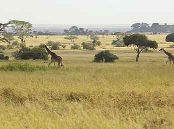 Dunia Camp: Giraffen Dunia Camp: Giraffen