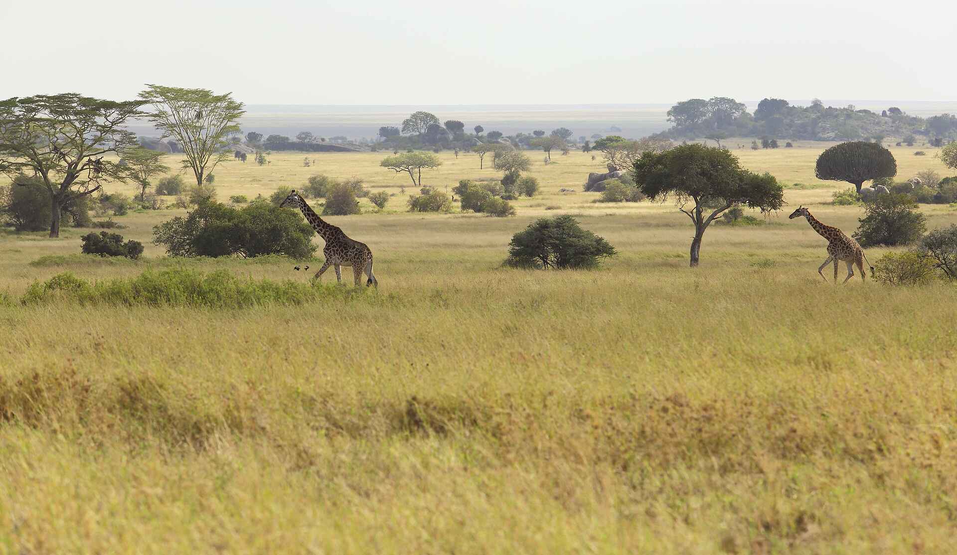 Dunia Camp: Giraffen Dunia Camp: Giraffen