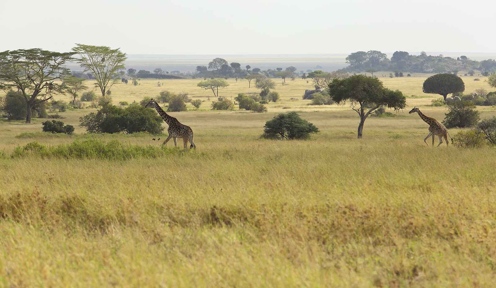 Dunia Camp: Giraffen Dunia Camp: Giraffen