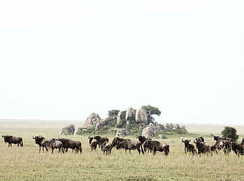Dunia Camp: Gnus