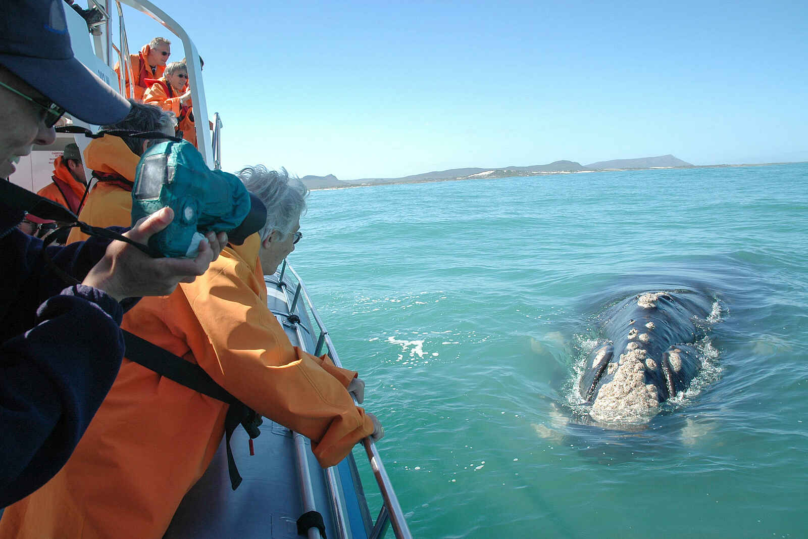 Grootbos Garden Lodge: Whale Watching Grootbos Garden Lodge: Whale Watching