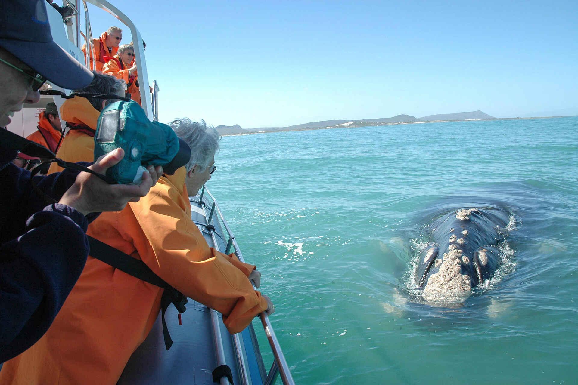 Grootbos Garden Lodge: Whale Watching