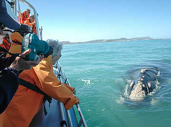 Grootbos Garden Lodge: Whale Watching Grootbos Garden Lodge: Whale Watching