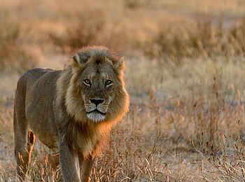 Jabali Ridge Camp: Ein majestätischer Jäger