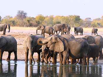 Jozibanini Camp: Elefanten am Wasserloch Jozibanini Camp: Elefanten am Wasserloch
