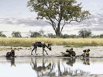 Kiri Camp: Wildhunde am Wasserloch Kiri Camp: Wildhunde am Wasserloch