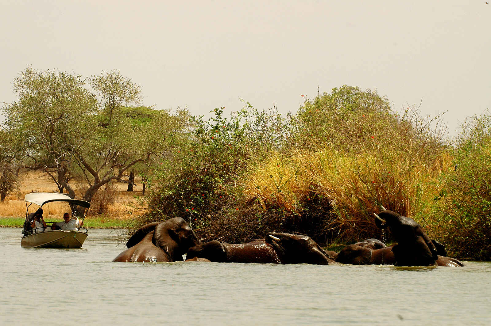 Lake Manze Camp: Elefantenbad Lake Manze Camp: Elefantenbad