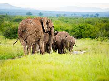 Last Word Madikwe Lodge: Elefanten