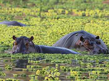 Mukambi Safari Lodge: Nilpferde im Kafue River Mukambi Safari Lodge: Nilpferde im Kafue River