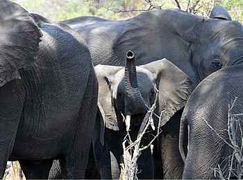 Nambwa Lodge: Elefantenherde Nambwa Lodge: Elefantenherde