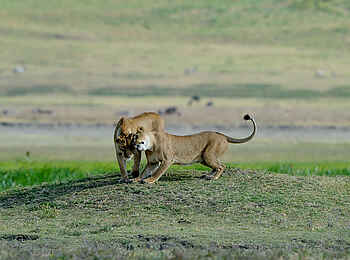 Ngorongoro Serena Safari Lodge: Löwen Ngorongoro Serena Safari Lodge: Löwen