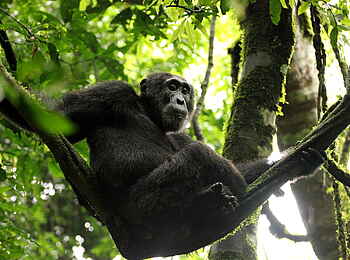Papaya Lake Lodge: Schimpanse im Geäst
