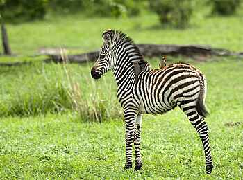 Robin Pope River Journeys: Zebrafohlen