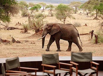 Sanctuary Swala: Elefant vor dem Camp