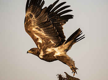 Segera Retreat: Ein imposanter Adler