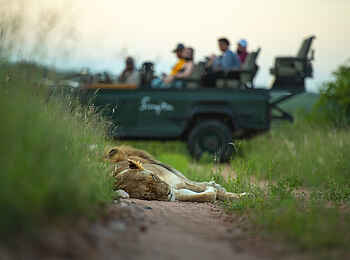 Singita Boulders Lodge: schlafender Löwe
