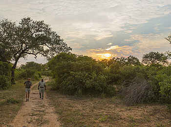 Thornybush Game Lodge: Eine Wandersafari Thornybush Game Lodge: Eine Wandersafari