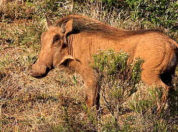 Founders Lodge by Mantis: Warzenschwein Founders Lodge by Mantis: Warzenschwein