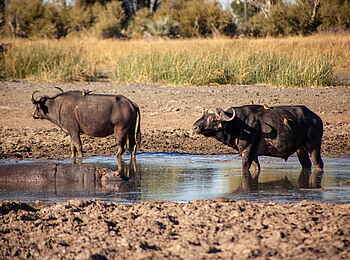 Gomoti Plains Camp: Büffel im Wasser