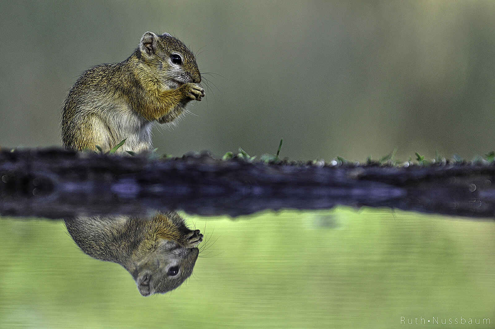 Mashatu Game Reserve: Baumhörnchen am Wasserloch Mashatu Game Reserve: Baumhörnchen am Wasserloch