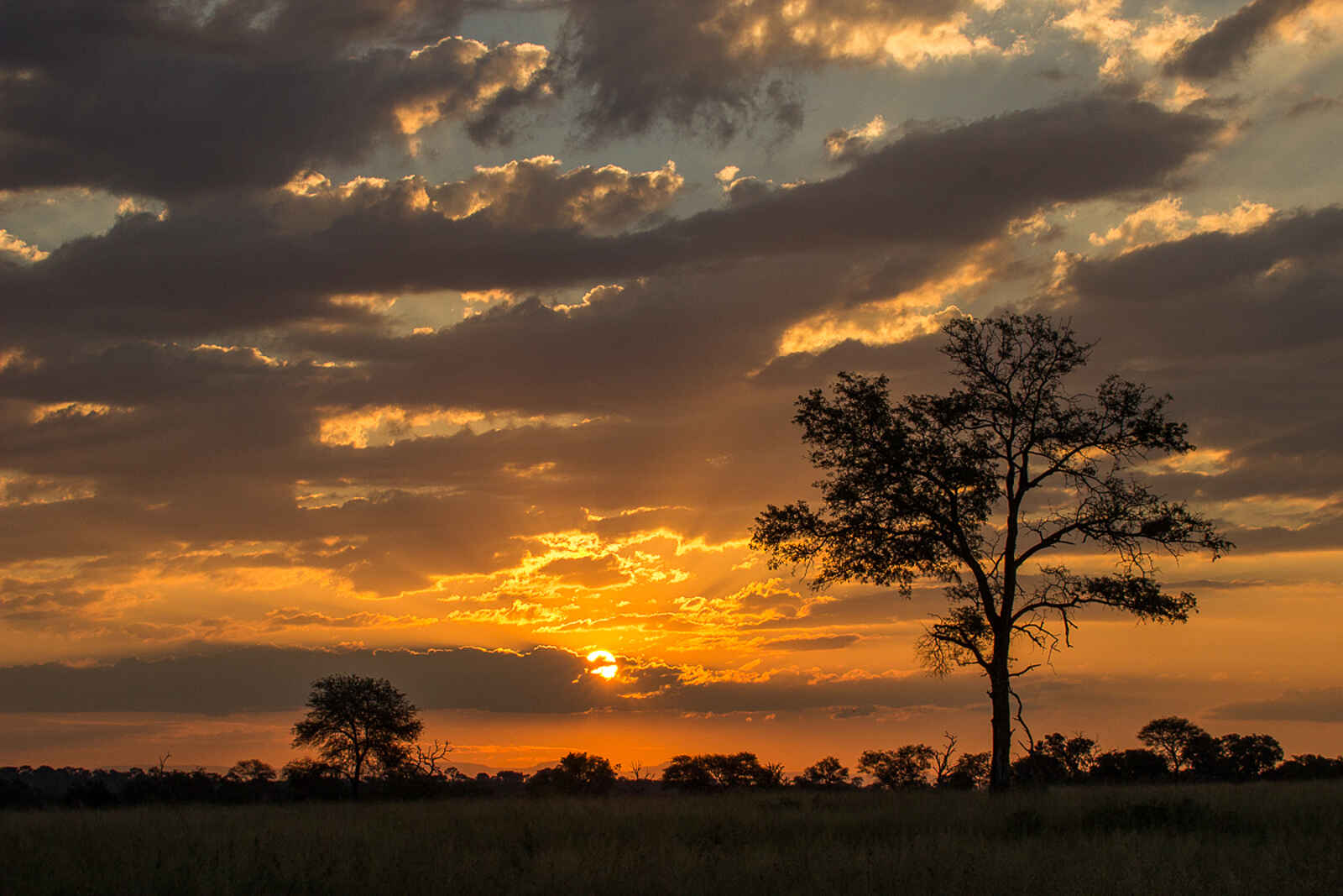 Sabi Sabi Bush Lodge: Sundowner Sabi Sabi Bush Lodge: Sundowner