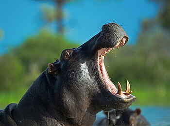 Selinda Camp: Nilpferd mit geöffnetem Maul