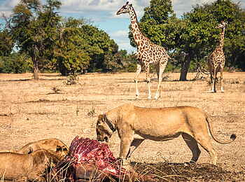 Shawa Luangwa Camp: Löwen über ihrer Beute Shawa Luangwa Camp: Löwen über ihrer Beute