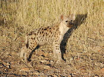 Tuli Safari Lodge Mashatu: Tüpfelhyäne