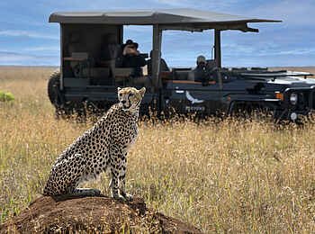 andBeyond Suyian Lodge: Sichtung eines Geparden bei einer Pirschfahrt andBeyond Suyian Lodge: Sichtung eines Geparden bei einer Pirschfahrt