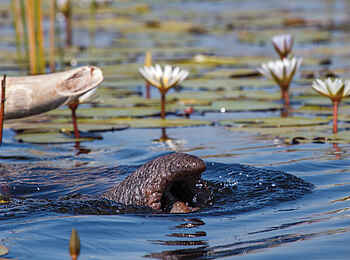 Belmond Eagle Island Lodge: Eingebauter Schnorchel Belmond Eagle Island Lodge: Eingebauter Schnorchel