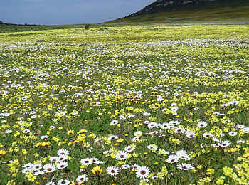 Bushmans Kloof Wilderness Lodge: Blütenmeer Bushmans Kloof Wilderness Lodge: Blütenmeer