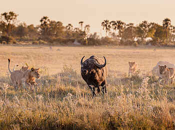 Chitabe Lediba Camp: Jagdszene